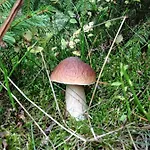 Chatka Kurki