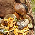 Chatka Kurki * Kurki