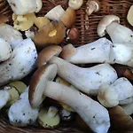 Chatka Kurki Kurki