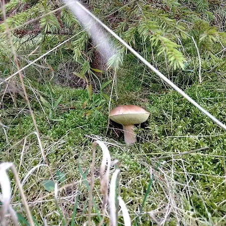 Chatka Kurki Kurki