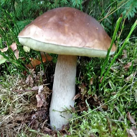 Chatka Kurki *