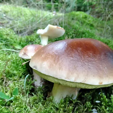 Chatka Kurki Lantgård