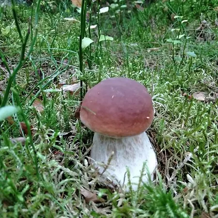 Chatka Kurki Agroturismo