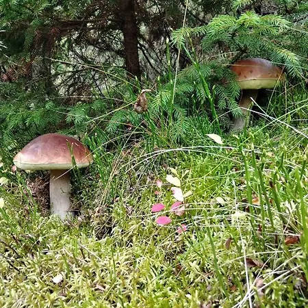 Chatka Kurki *