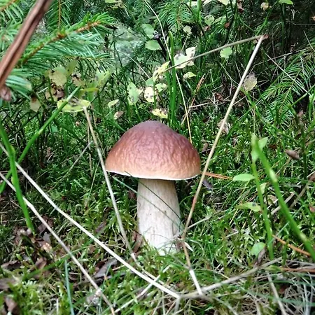 Chatka Kurki