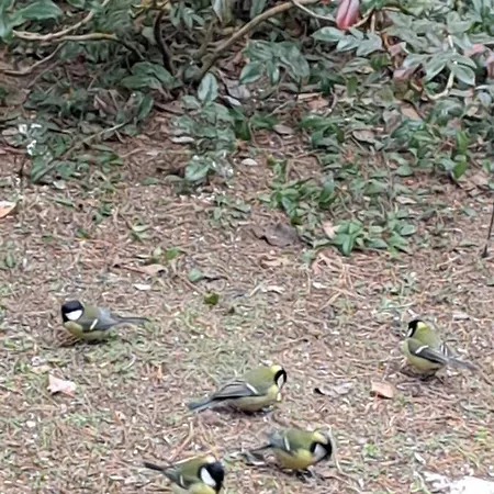 Chatka Kurki Lantgård Kurki