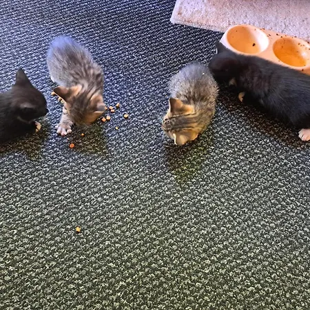 Chatka Kurki Kurki