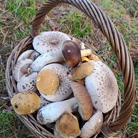 Farm stay Chatka Kurki
