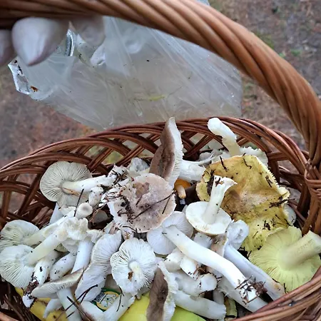 Alloggio per agriturismo Chatka Kurki Kurki