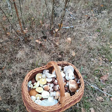 Chatka Kurki *