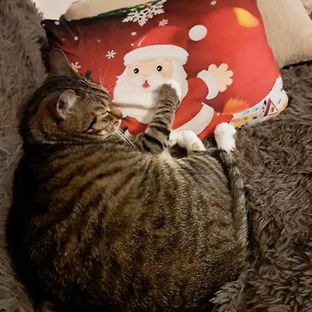 Chatka Kurki * Kurki