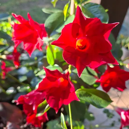 Chatka Kurki * Kurki