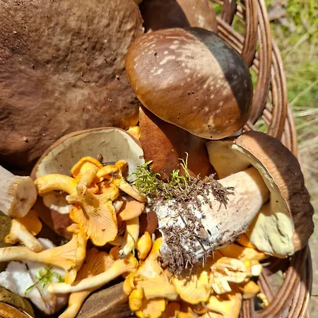 Chatka Kurki * Kurki