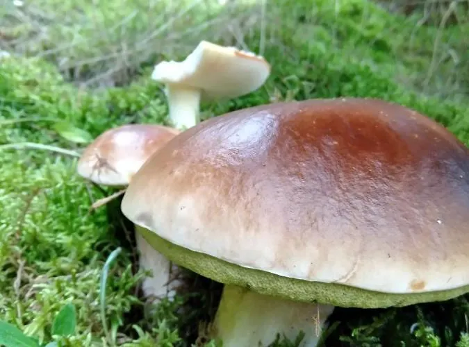 Chatka Kurki Gospodarstwo agroturystyczne