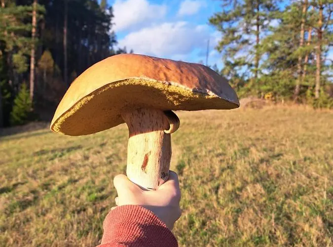 Vakantieboerderij Chatka Kurki Kurki