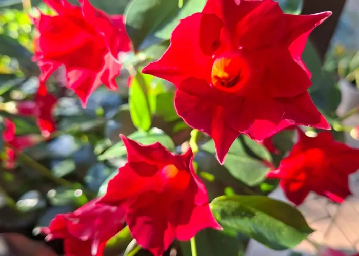 Chatka Kurki * Kurki