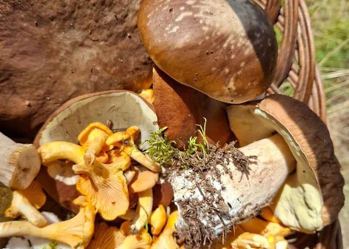 Chatka Kurki * Kurki