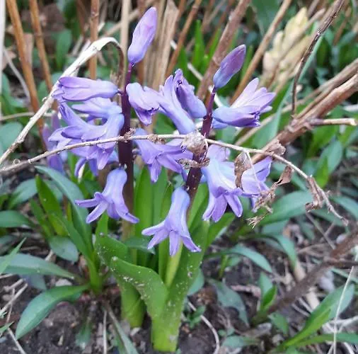 Chatka Kurki * Kurki